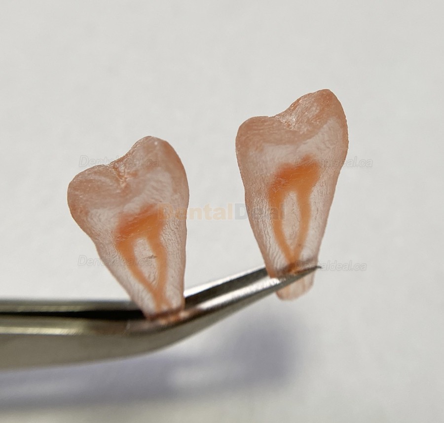 12Pcs Molar Incisor Cuspid Teeth Model Dental Endo Files Path for Endodontic Training Practice